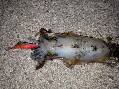 淡路島エギングリベンジ